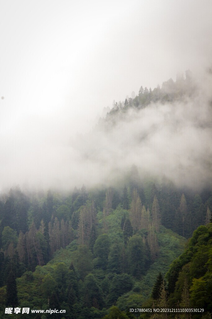 山林