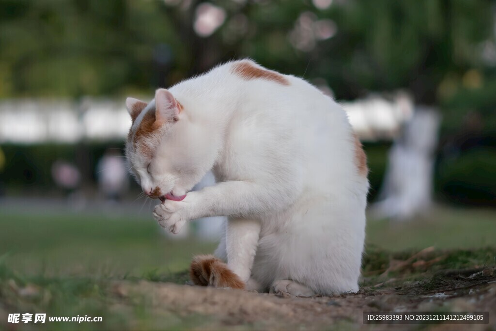 猫