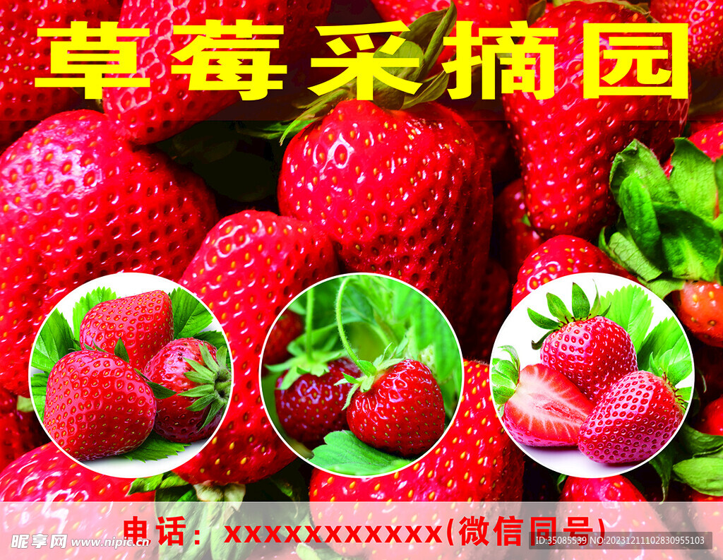 草莓采摘广告