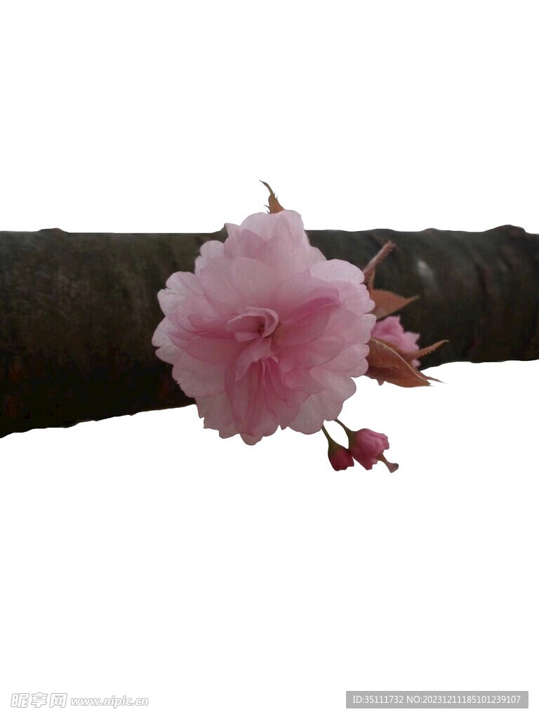 孤独而绚丽的樱花