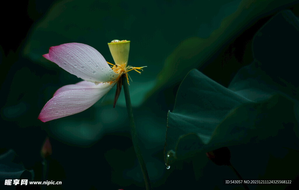 荷花