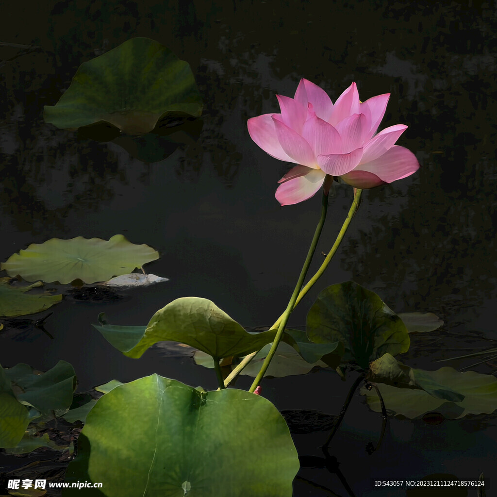荷花