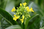 黄菜花