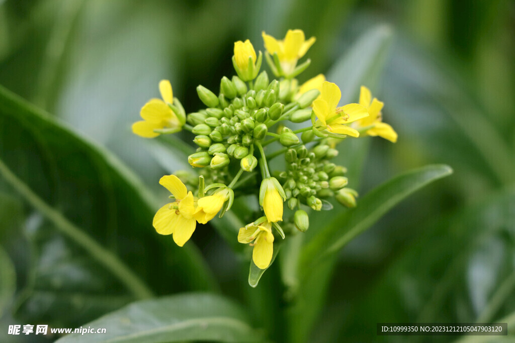 黄菜花