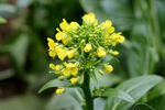 菜花