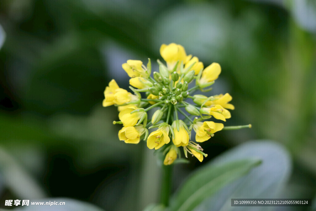 黄菜花