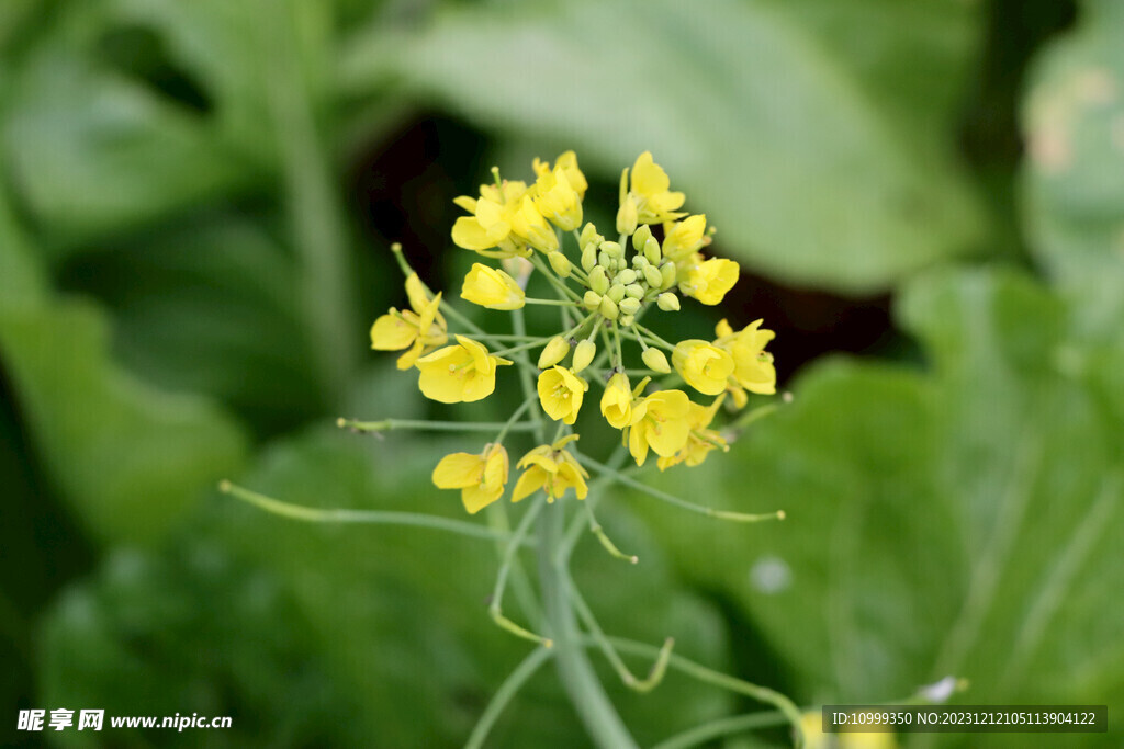 菜花