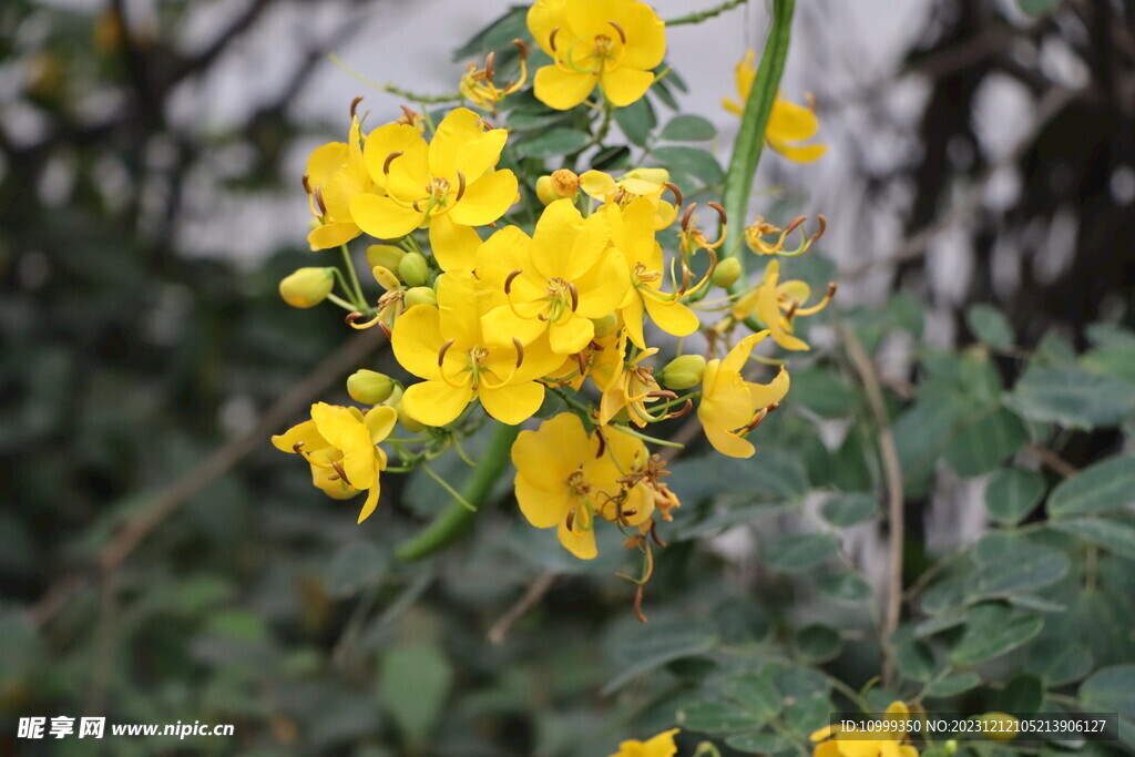 黄槐决明花