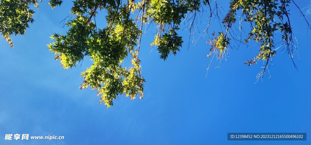 蓝天下的树枝