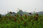 高粱种植基地  