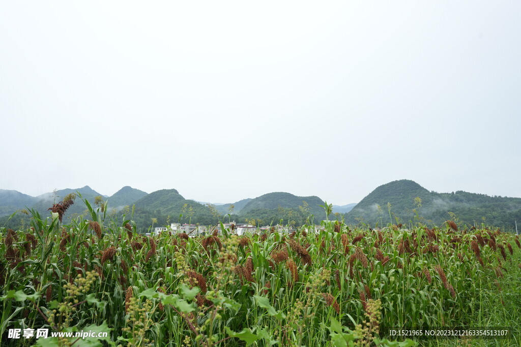 高粱种植基地     