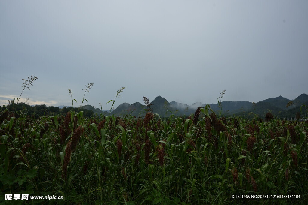 高粱种植基地  