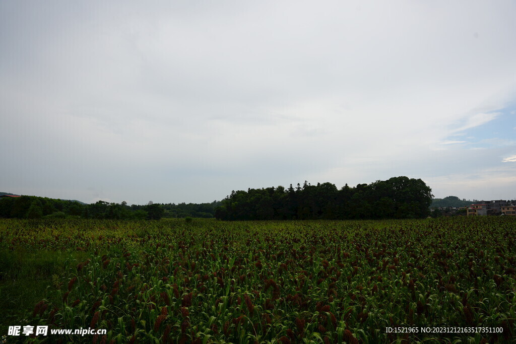 高粱种植基地  