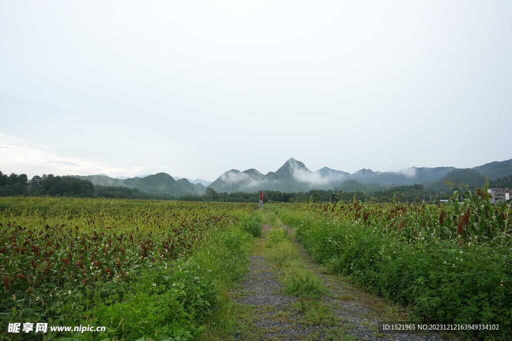 红高粱种植基地