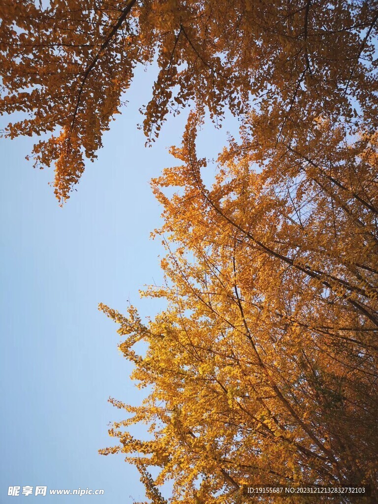 秋叶
