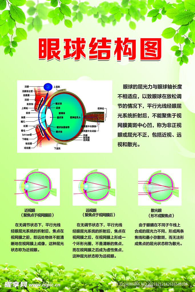 眼球结构图  