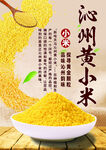 沁州黄小米
