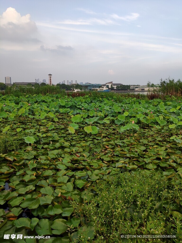 荷花池