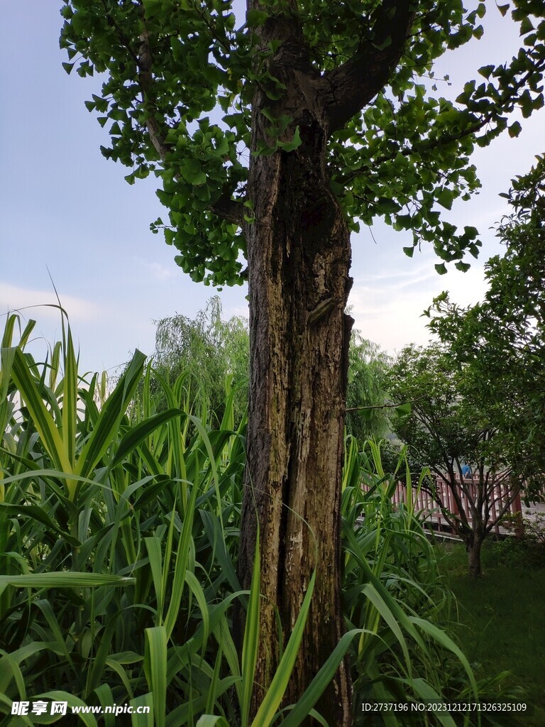 银杏