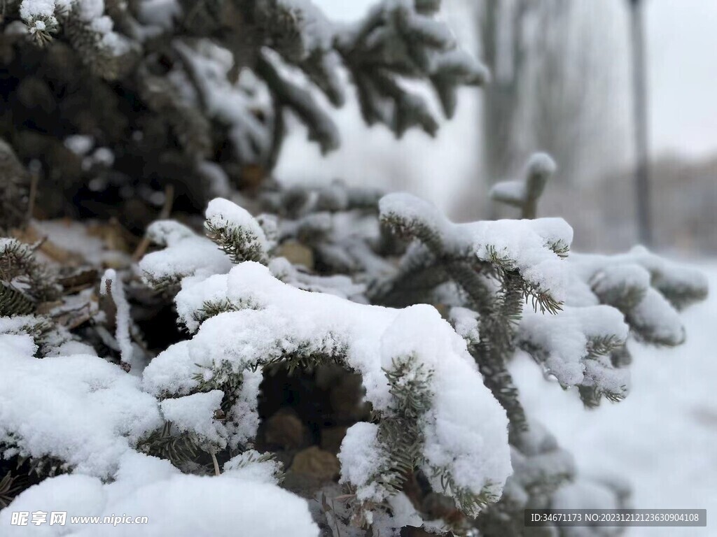 松树上的雪花