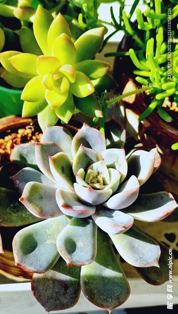 多肉植物