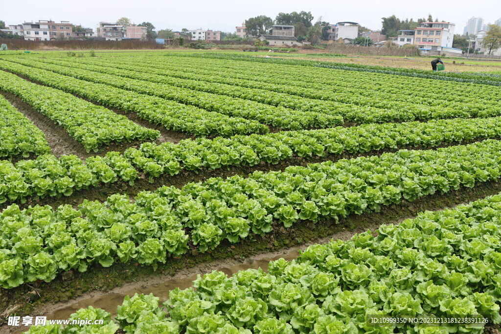 生菜种植