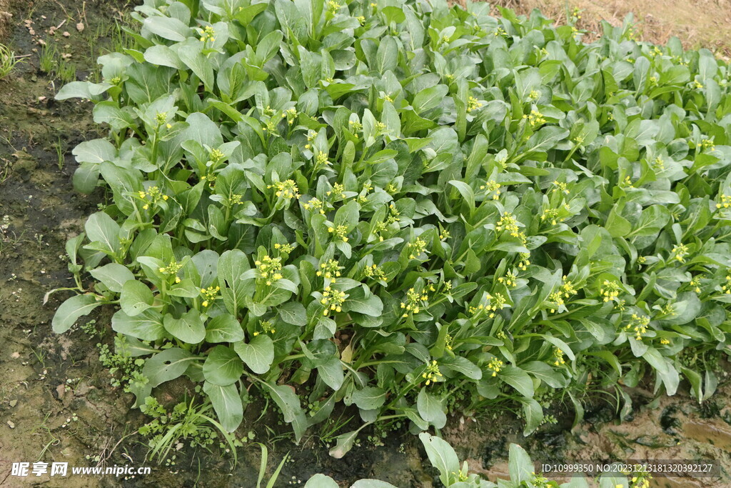 菜心种植