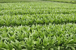 油麦菜种植