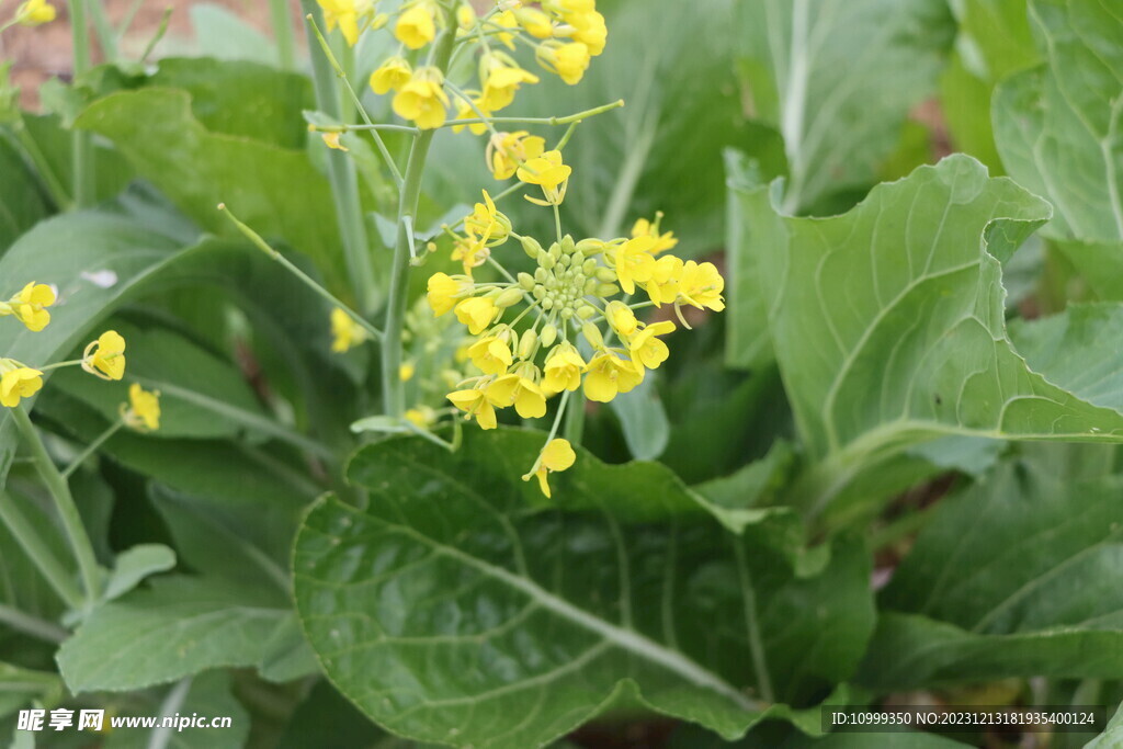 菜花