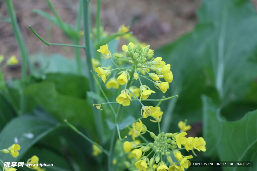 黄菜花