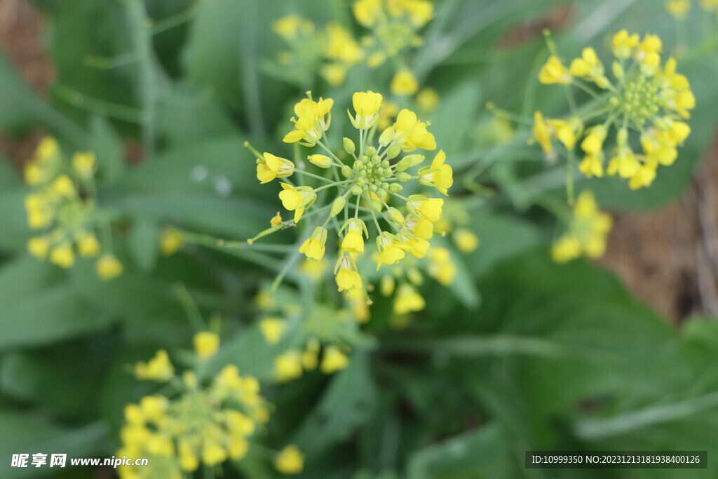 黄菜花