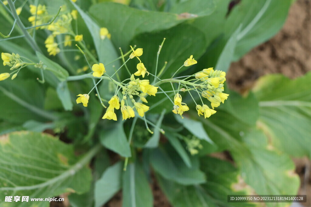 黄菜花