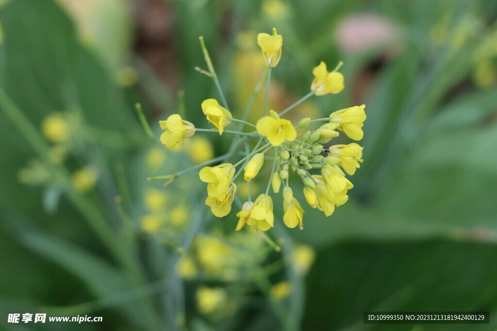 黄菜花