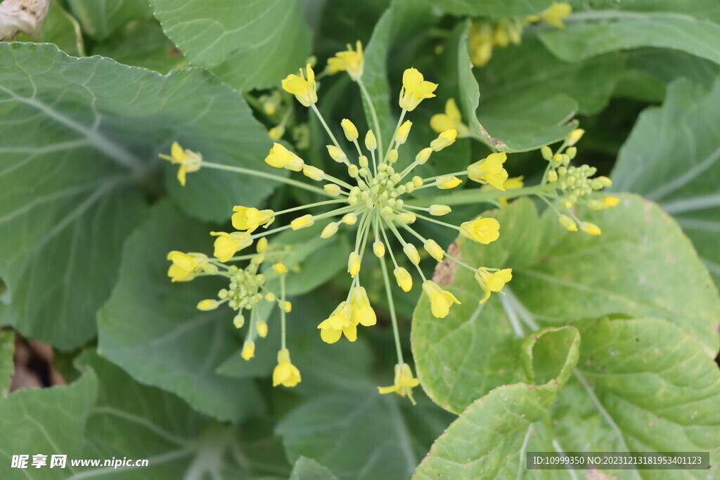 菜花