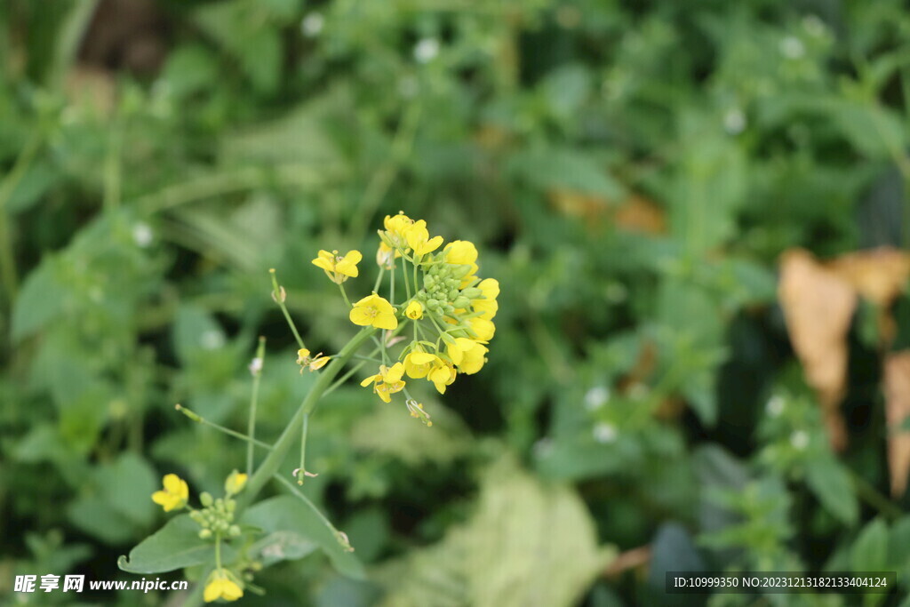 菜花