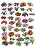 凤仙花
