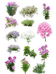 福禄考花
