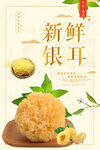 新鲜银耳