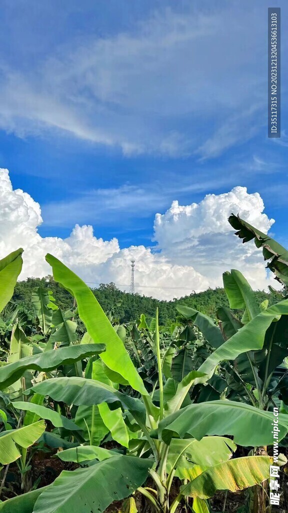 绿植