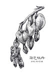 钢笔画手绘荷包牡丹