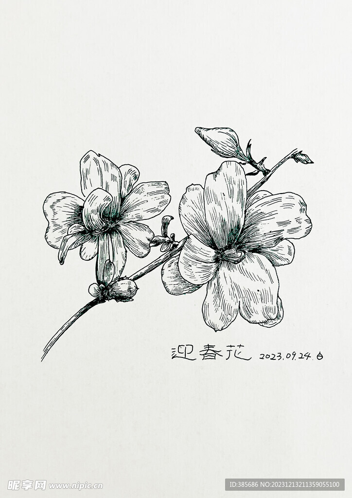 手绘迎春花