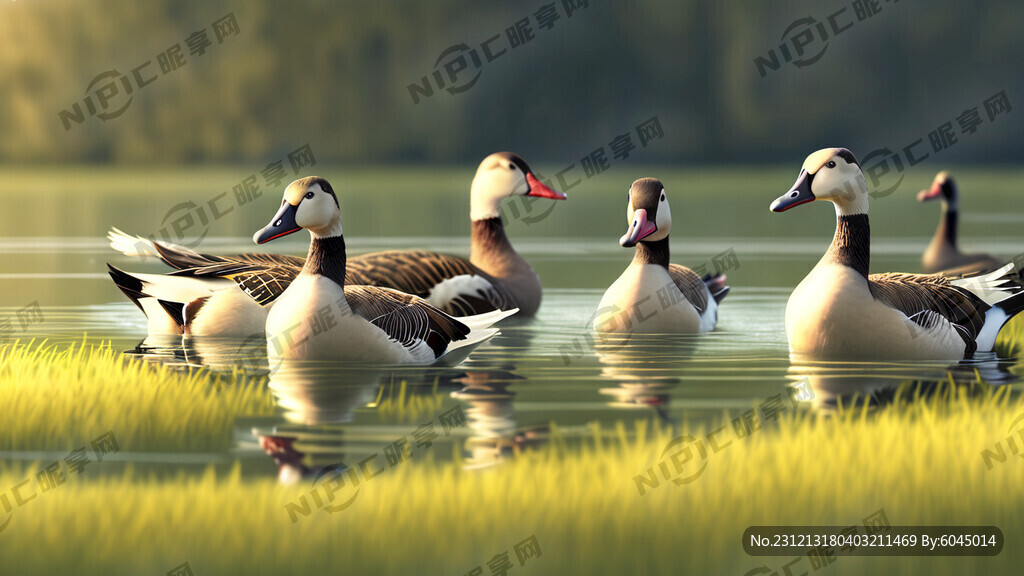 一群大白鹅在水草中游泳