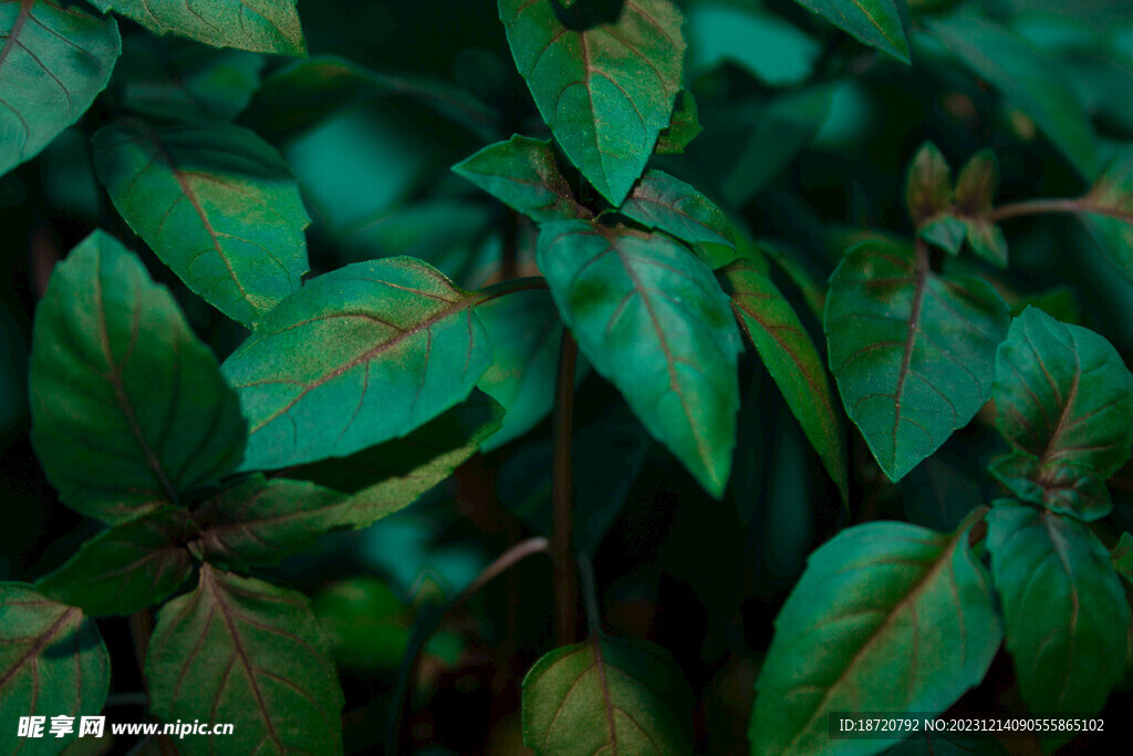 植物背景底纹