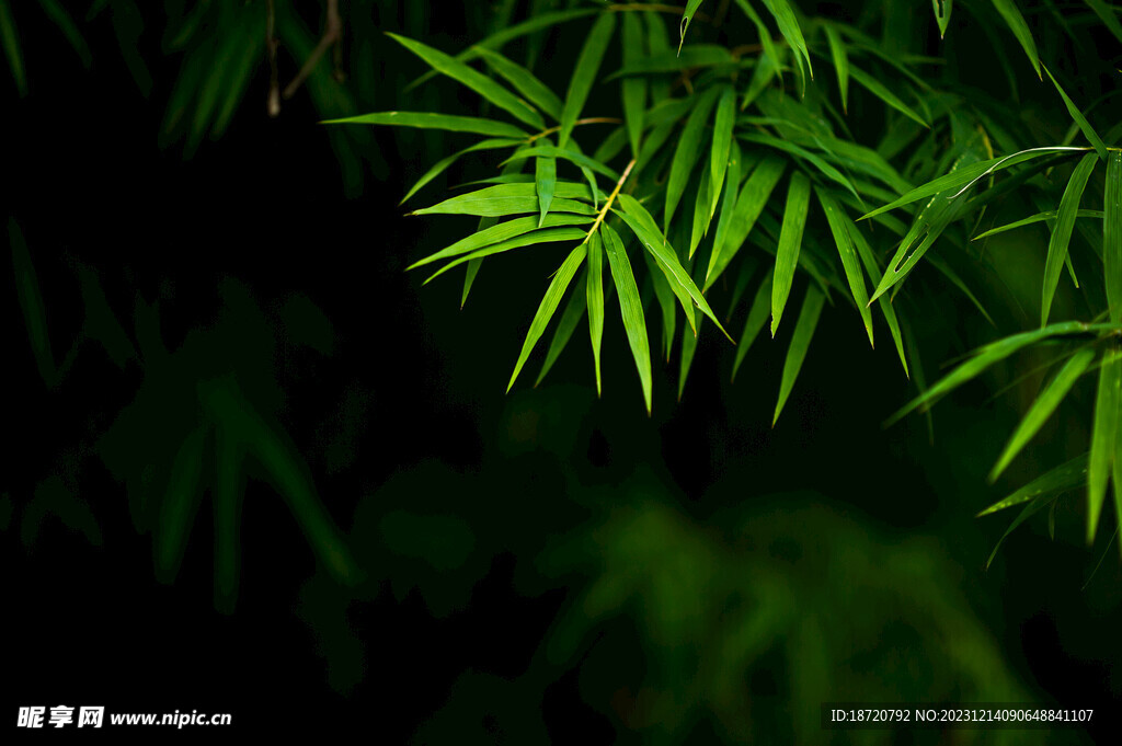 植物背景底纹