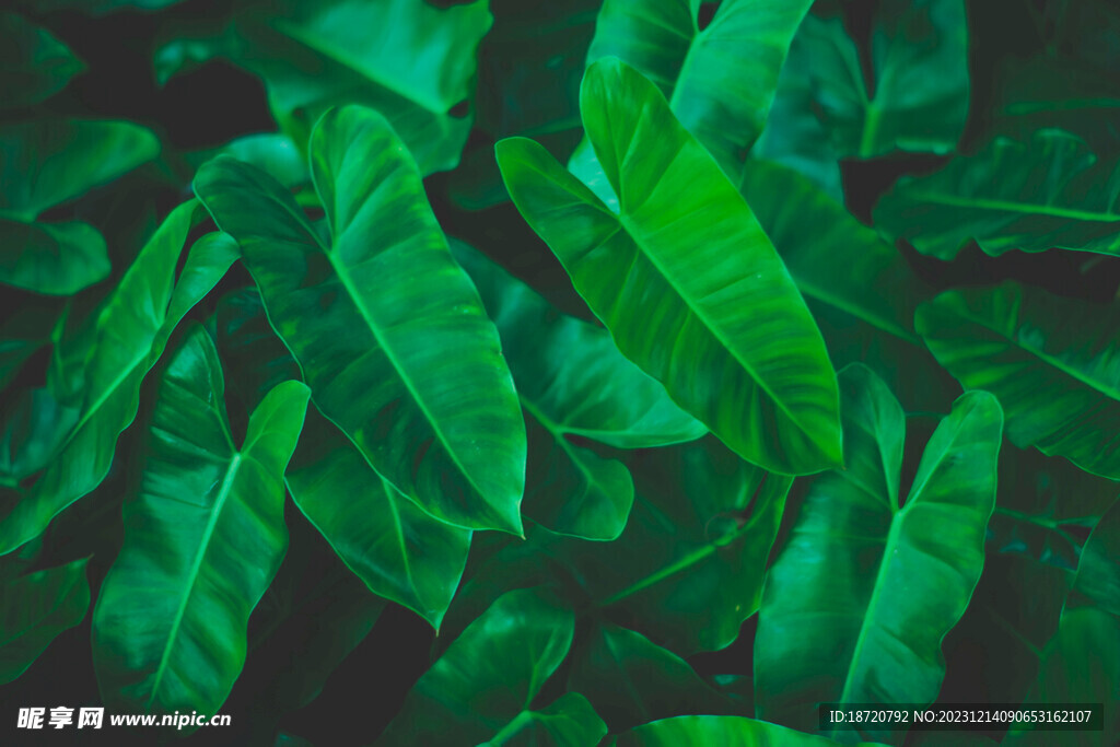 植物背景底纹