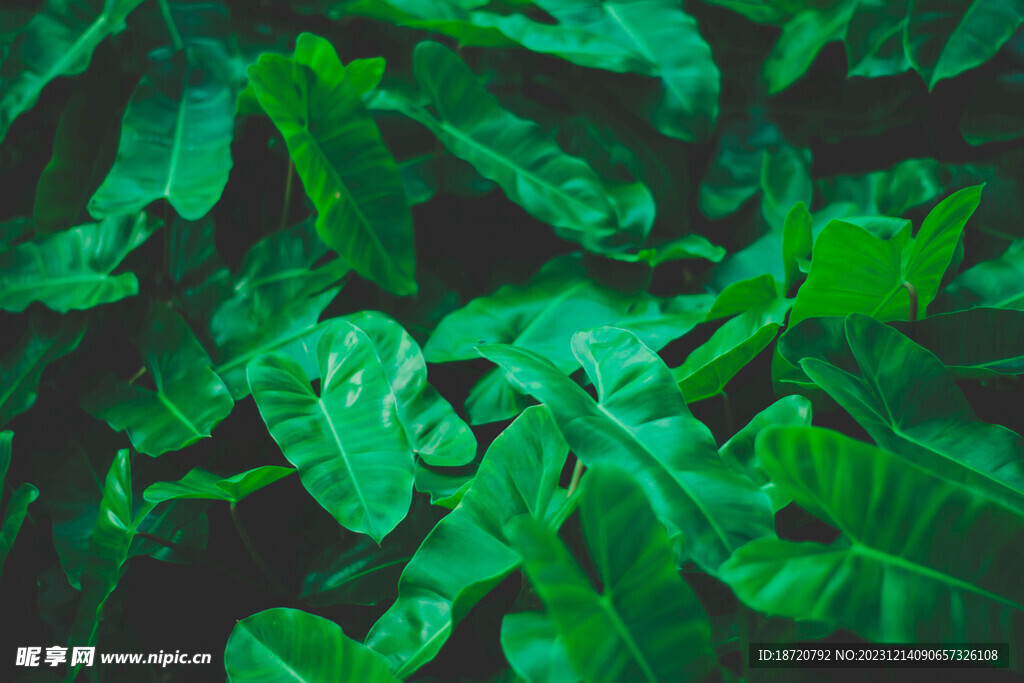 植物背景底纹