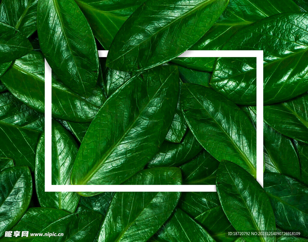 植物背景底纹