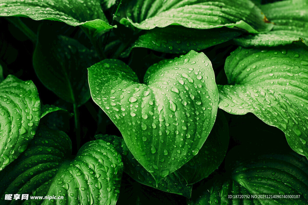 植物背景底纹