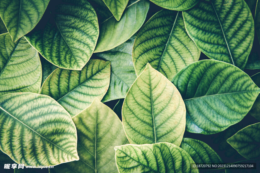 植物背景底纹