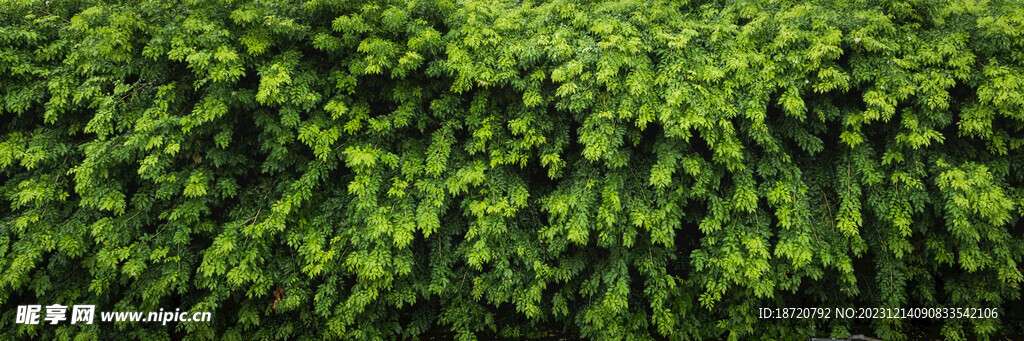 植物背景底纹
